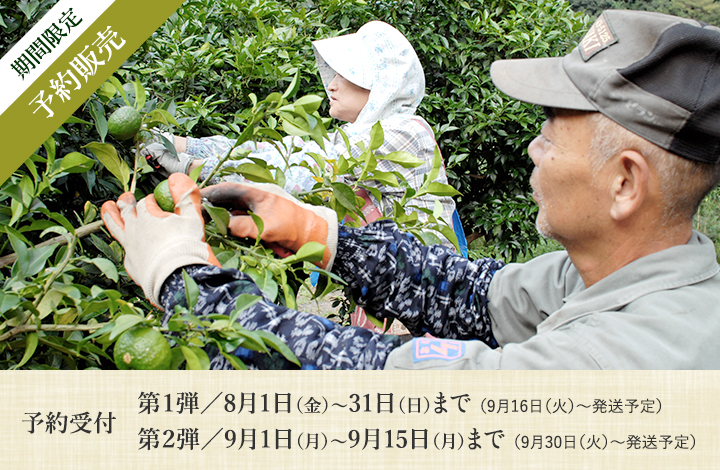 期間限定！予約販売します